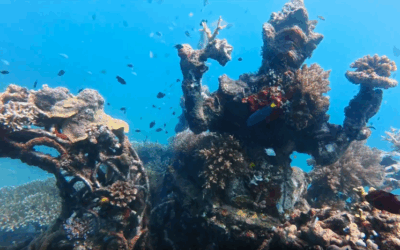 Biorock in Pemuteran, Bali. Indonesia’s largest artificial reef conservation project.